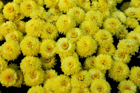 Flower Yellow Chrysanths Flowering Plant