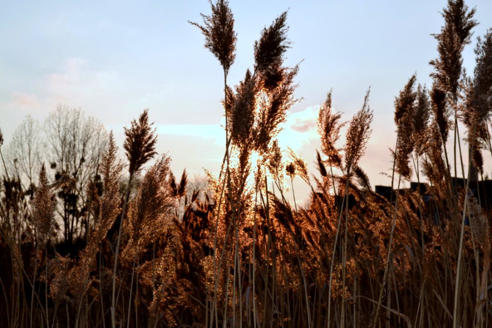 Grass Family Ecosystem Phragmites Sky