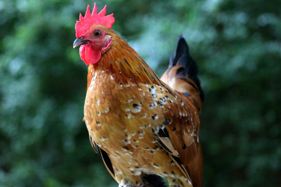 Chicken Rooster Galliformes Bird