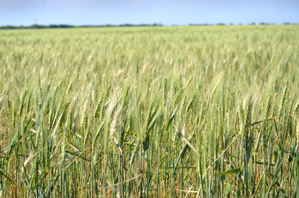 Crop Food Grain Field Triticale
