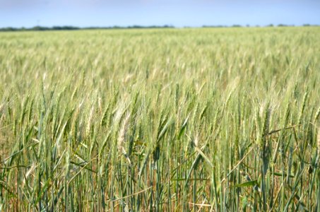 Crop Food Grain Field Triticale