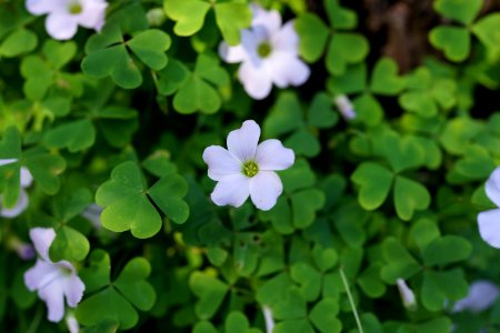 Green Flora Plant Flower