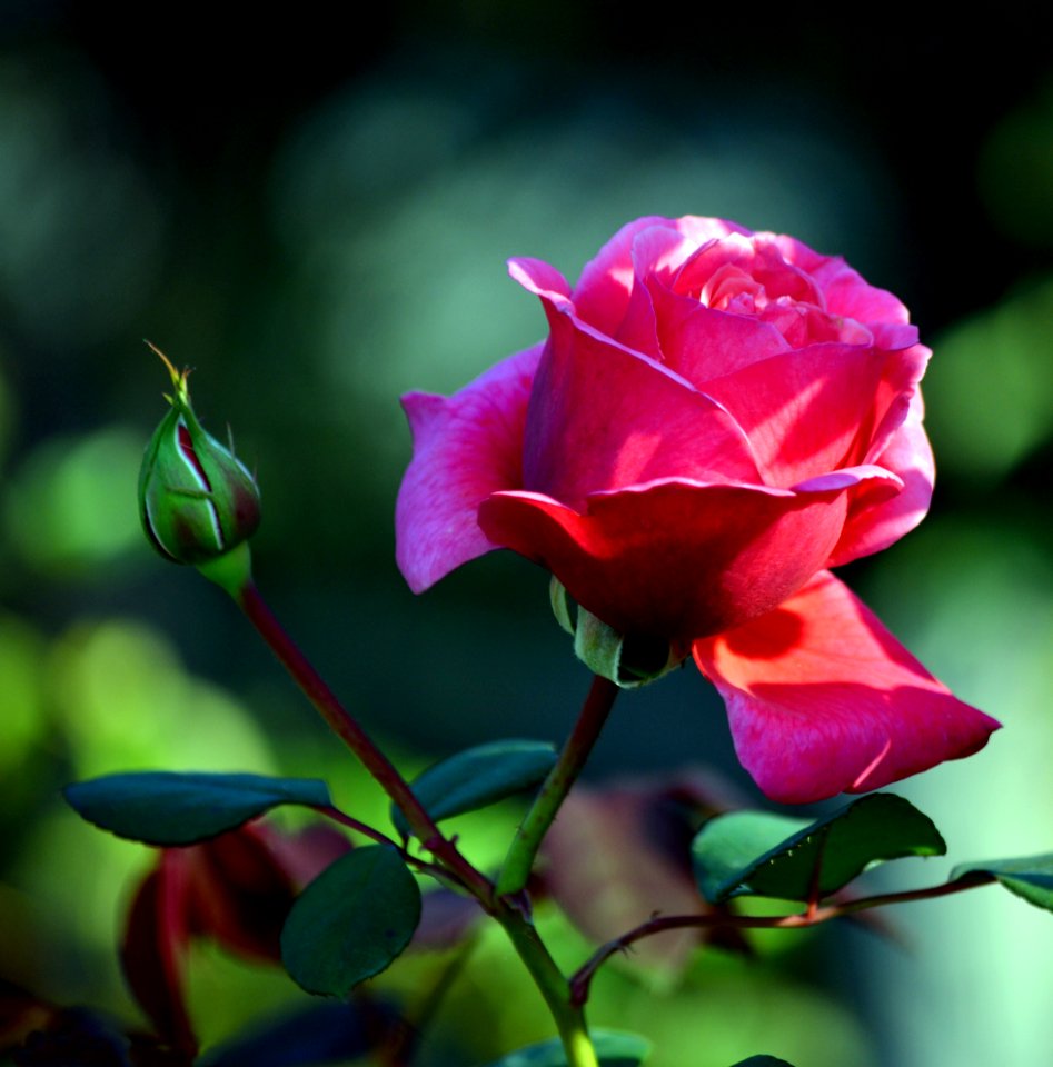 Rose Family Flower Rose Garden Roses