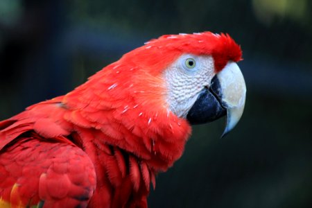 Bird Beak Red Parrot photo