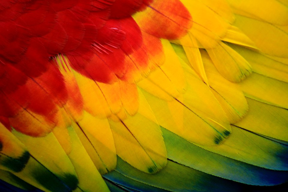 Yellow Flower Close Up Petal photo