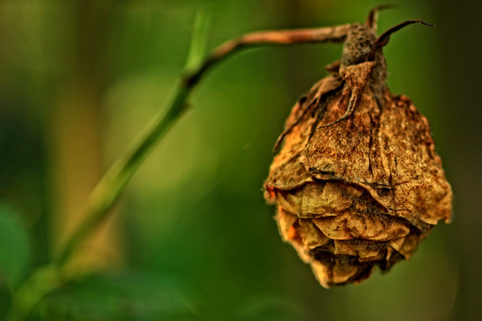 Leaf Insect Branch Membrane Winged Insect