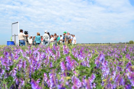 Flower Plant Flowering Plant Field