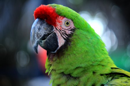 Beak Bird Parrot Macaw photo