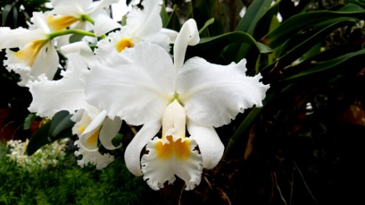 Flower Plant White Flowering Plant
