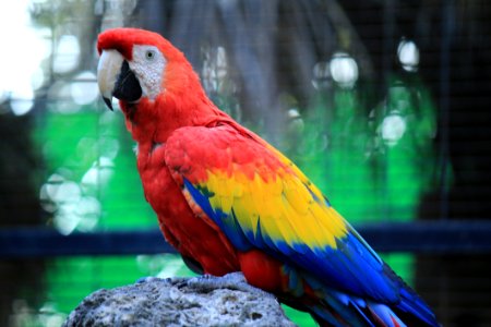 Bird Parrot Macaw Beak