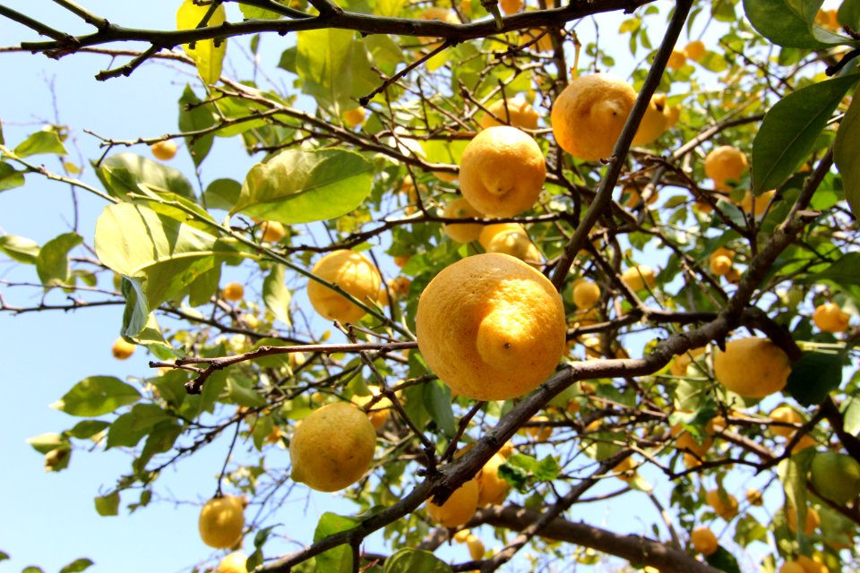 Citrus Fruit Tree Fruit Tree