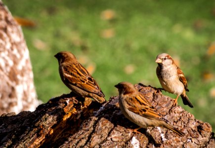 Bird Sparrow Fauna Ecosystem