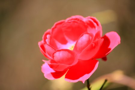 Flower Red Pink Rose Family