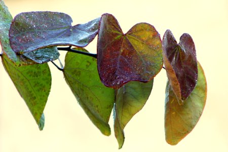 Leaf Flora Moths And Butterflies Insect