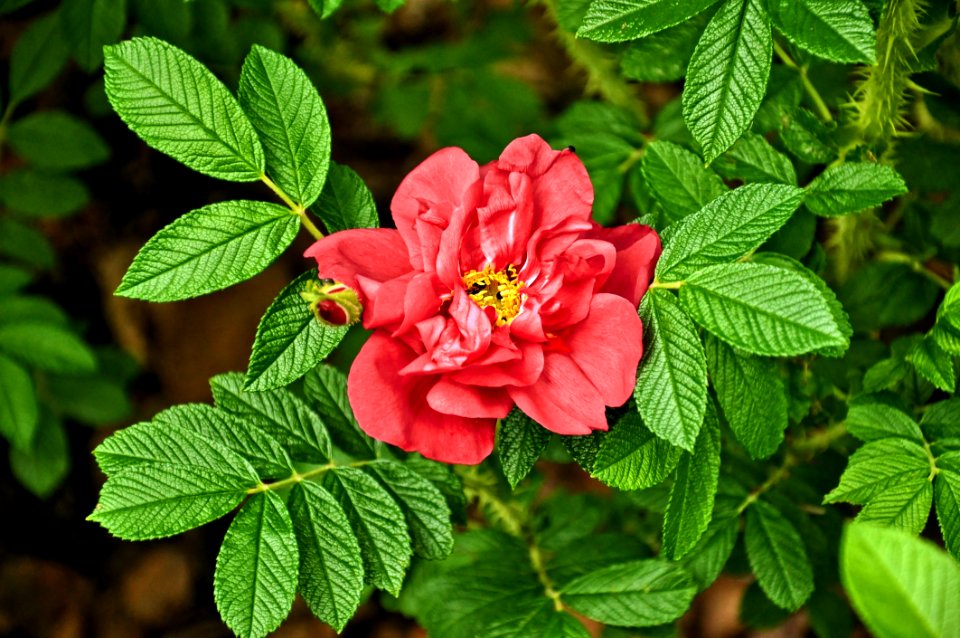Flower Rose Family Plant Rose