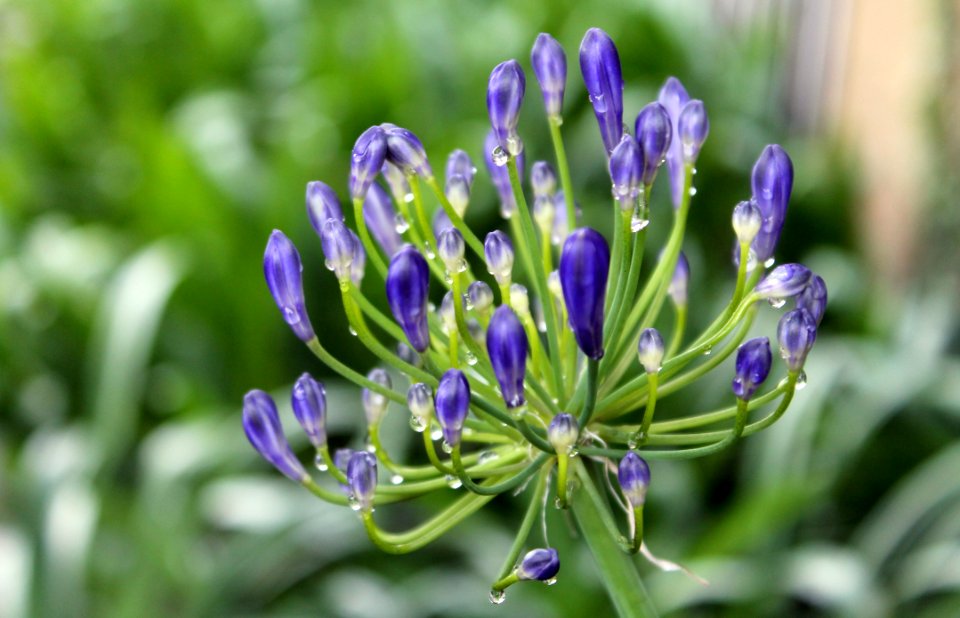 Plant Flower Flora Purple