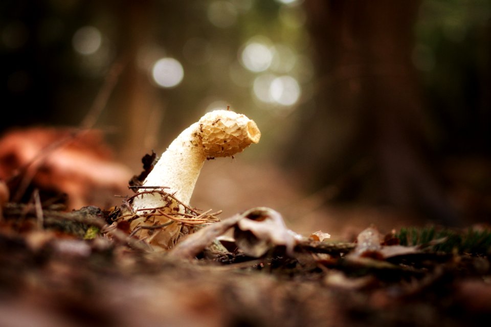 Fungus Mushroom Edible Mushroom Penny Bun photo