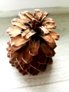 Material Tree Pine Family