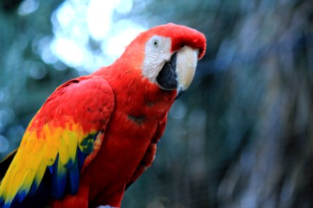 Bird Macaw Parrot Beak photo