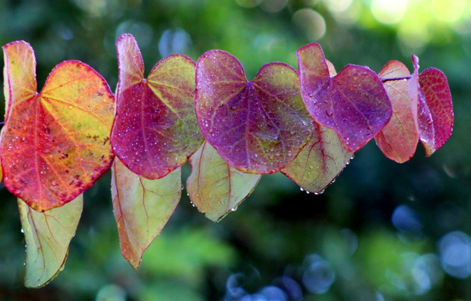 Leaf Flora Flower Petal