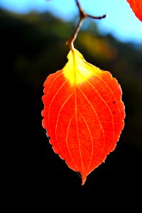 Leaf Close Up Flora Macro Photography photo