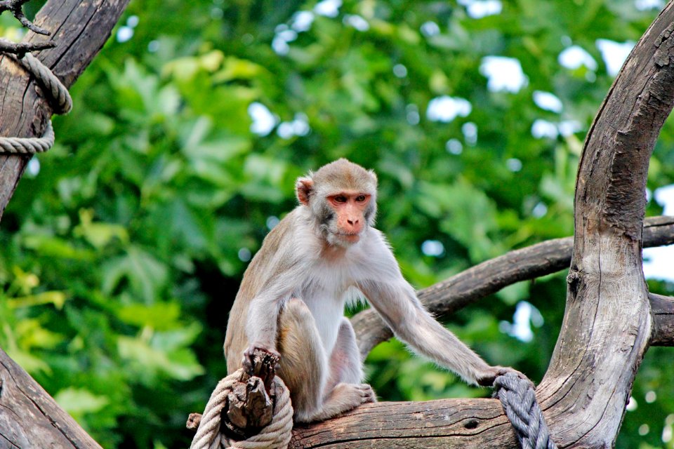 Macaque Fauna Mammal Primate