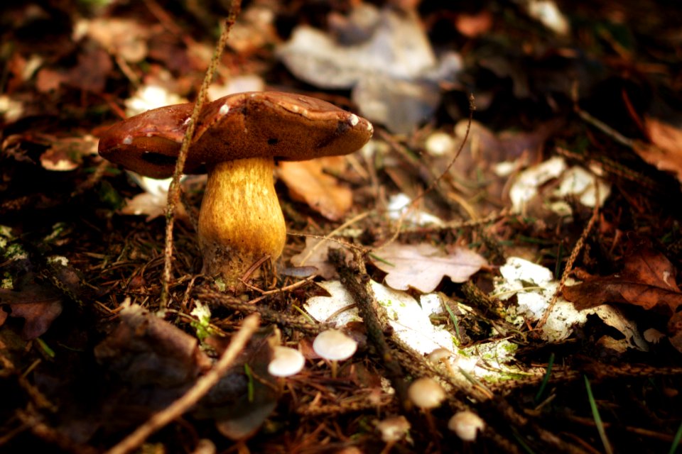 Mushroom Fungus Penny Bun Edible Mushroom