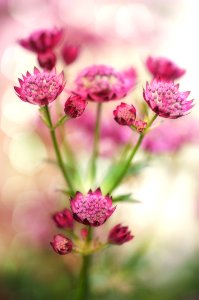 Flower Pink Purple Flora