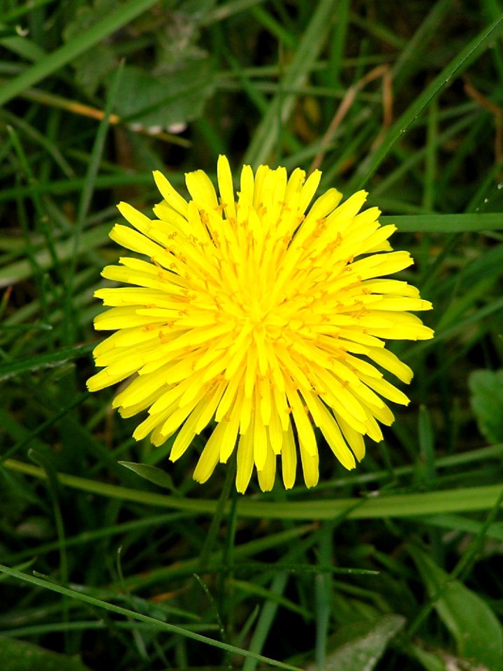 Flower Dandelion Yellow Sow Thistles