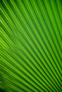Green Leaf Grass Plant