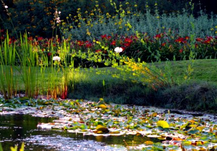 Water Nature Flower Plant