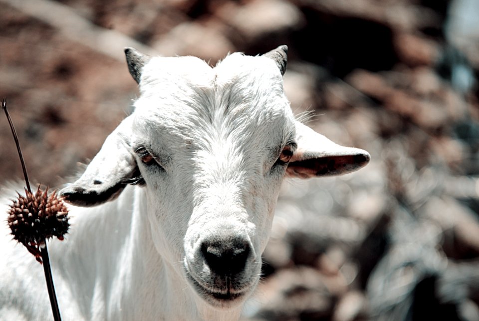 Goats Fauna Goat Cow Goat Family
