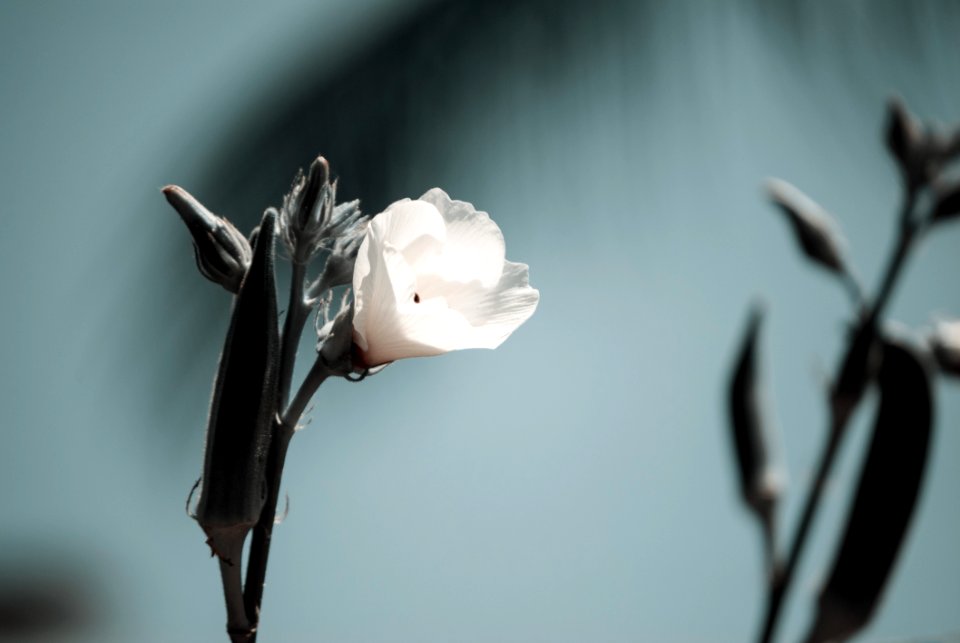 Flower White Plant Flora