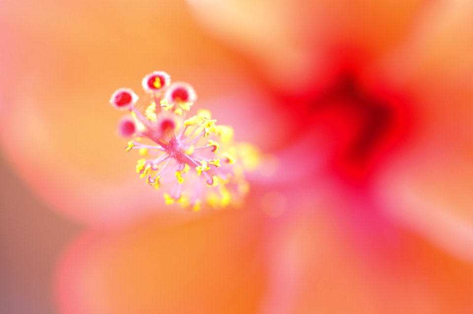Flower Pink Close Up Macro Photography