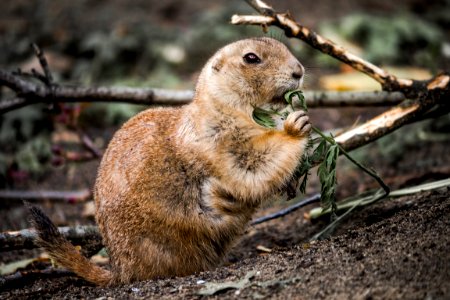 Mammal Prairie Dog Fauna Terrestrial Animal