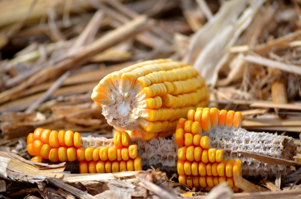 Maize Corn On The Cob Sweet Corn Commodity