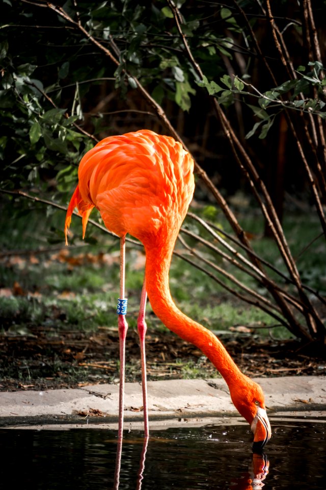 Flamingo Bird Water Water Bird