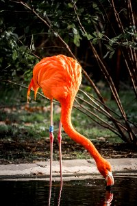 Flamingo Bird Water Water Bird