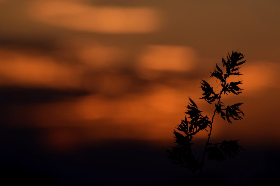 Sky Morning Leaf Atmosphere