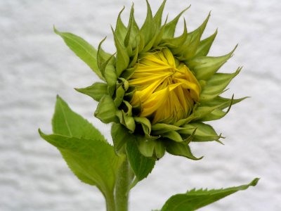 Flower Plant Yellow Sunflower