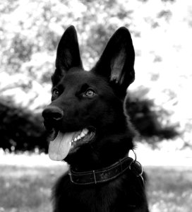 Dog Dog Like Mammal Black Black And White photo