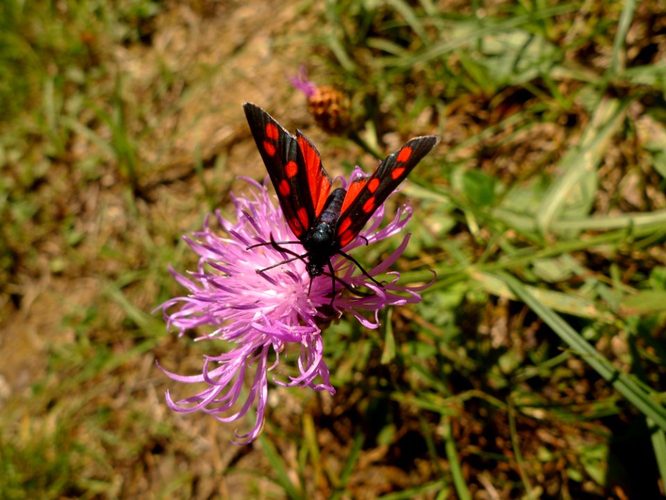 Flora Flower Plant Wildflower