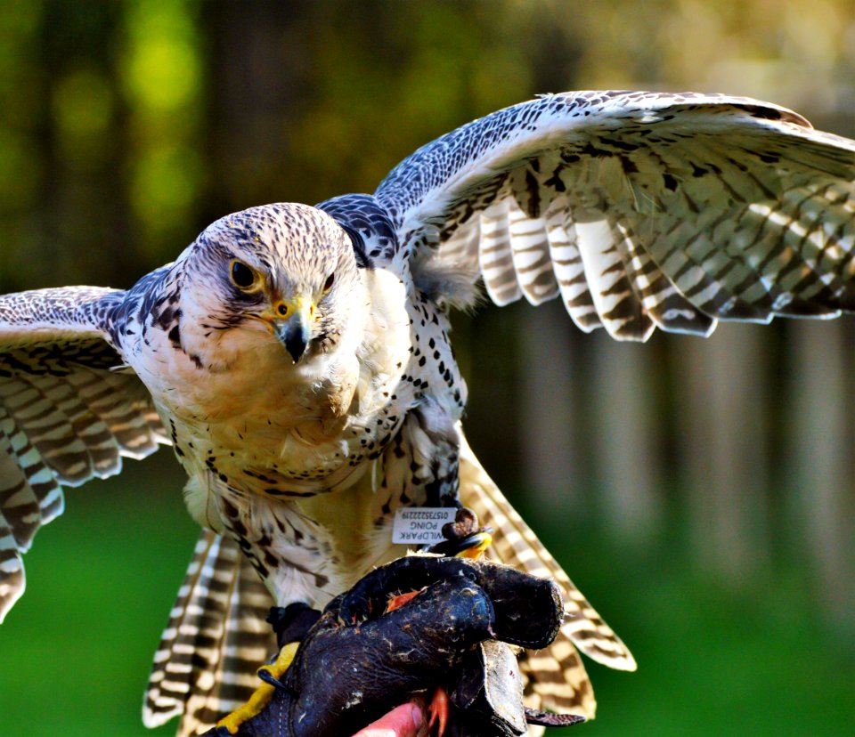 Bird Beak Fauna Falcon photo