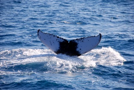 Mammal Marine Mammal Whales Dolphins And Porpoises Wind Wave