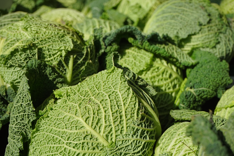 Healthy green savoy cabbage