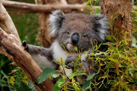 Koala Mammal Fauna Terrestrial Animal photo