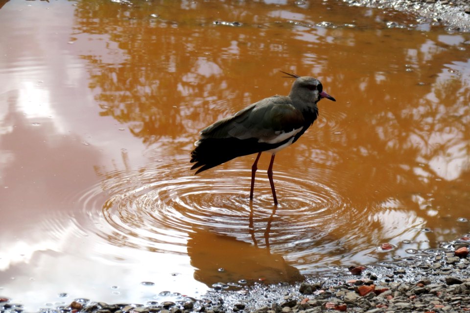 Bird Water Fauna Reflection