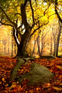 Nature Woodland Leaf Autumn photo