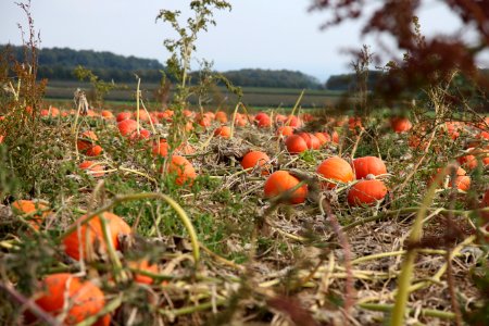 Vegetation Plant Field Crop