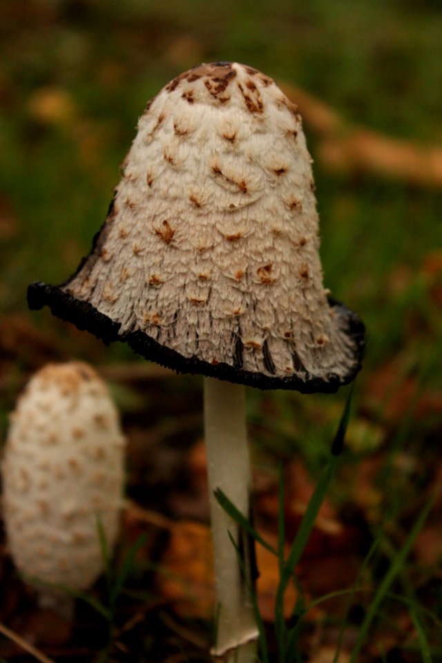 Mushroom Fungus Edible Mushroom Agaricaceae photo